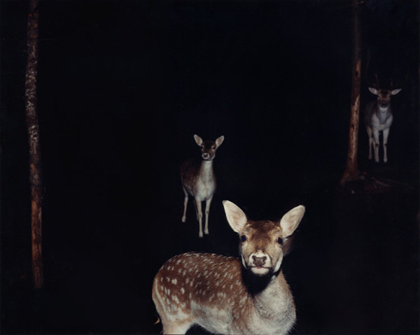 Deer at night, Jocelyn Lee