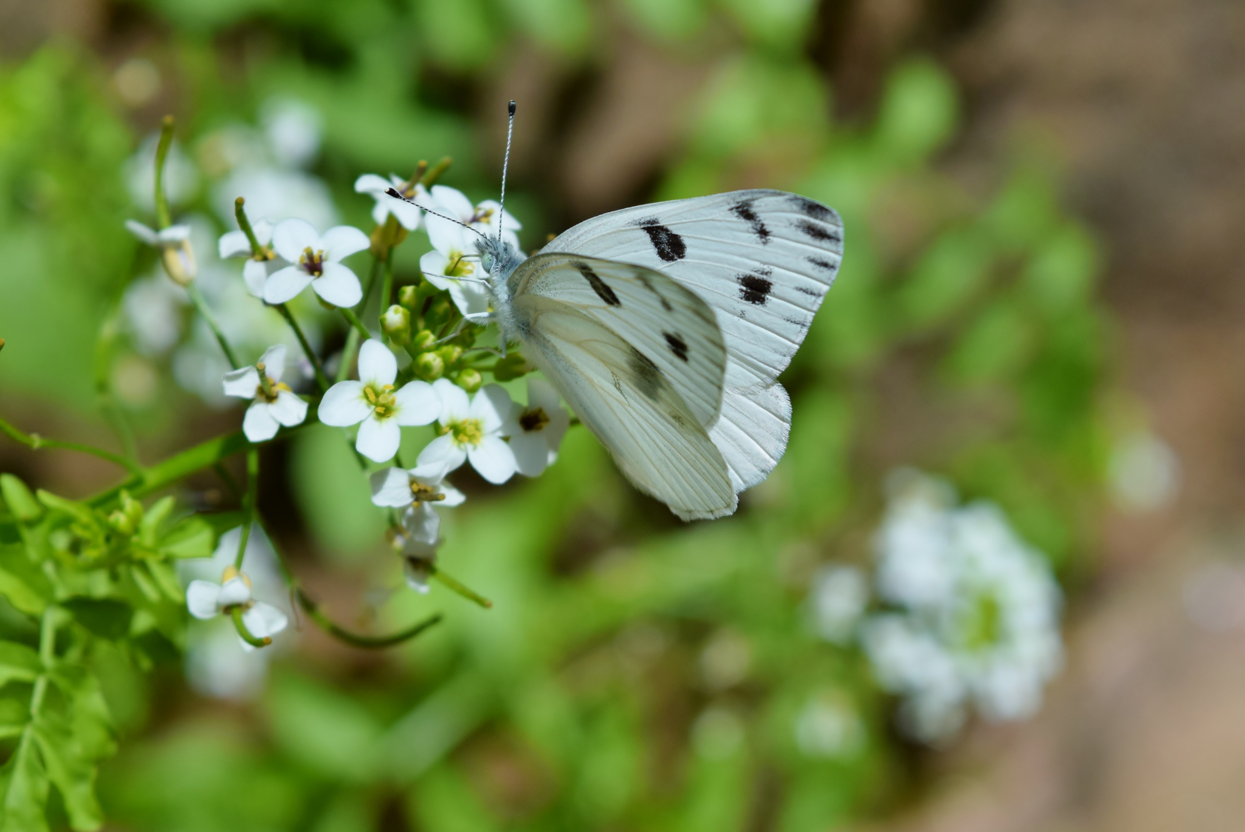 CabbageWhite Butterfly(Pieris rapae)